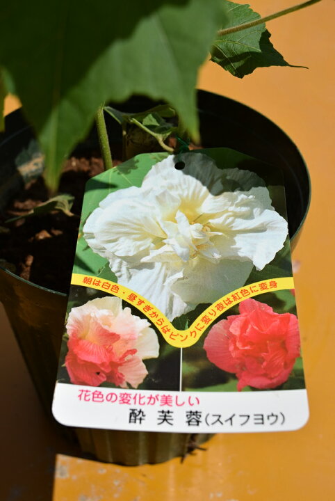 楽天市場】2026年接ぎ木NEW【酔芙蓉苗】 スイフヨウ 色変化 白 ピンク 