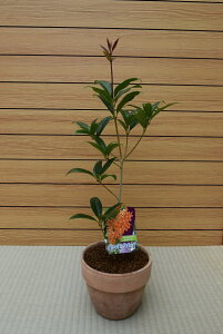 v[gɁyȋ؍ҁzÂ@HɊJԁ@IW@ O十؁@jԒ@bNX@_CGbg