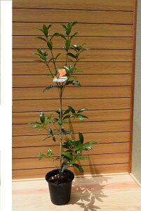 ߂̕cLNZCc@HɊJԁ@IW@Â@v@ ؍ҁ@O十؁@bNX@_CGbg