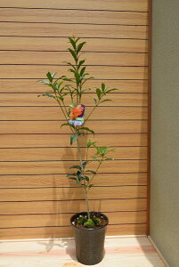 2025Nv[gɂ߃LNZC@LNZCA@HɊJԁ@IW@Â@A ؍ҁ@O十؁@jԒ10Jԗ\