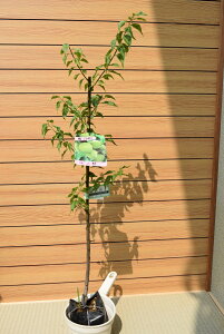 y~@Yz~@~@~@W@nyށ@ʎ@ʎ