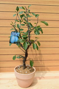 2025N6tŔv[@X^[@m@̐؁@nyށ@@hCt[c@ʎ