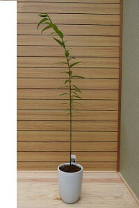 JԏÎ͂ƂȂ܂By}zS̉l@蕨@@i@