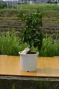 2024N12痂N1܂Ŏt˗Mq2025N̂ԂJԌ̂ȂyԃYz 䂸@Vh~@̐؁@nyށ@ʎ@ΐ@S҂łĂ₷ʎ