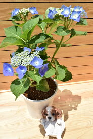 剪定した状態でのお届けとなります　2023年6月開花紫陽花マリンブルー紫陽花　贈り物　切り花　てまり咲き　鉢植え　庭木　初心者でも育てやすい