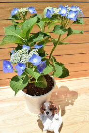 楽天市場 アジサイ 切り花の通販