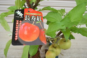 【長寿紅】 プラ鉢　可愛いリンゴ　クラブアップル　誕生日やプレゼントのお祝い　観賞するリンゴ　庭植え