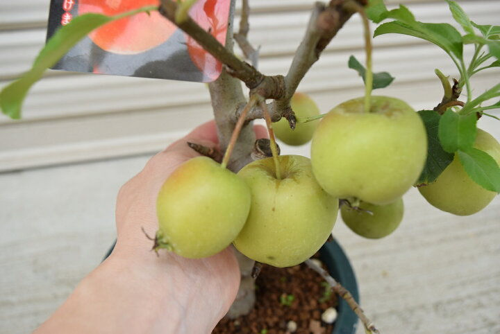 楽天市場 りんご3種セット プラ鉢 可愛いりんご アルプス乙女 クラブアップルゴージャス 長寿紅 誕生日やプレゼントのお祝い 観賞 食用 庭植え ギフト ショップ ナガシマ 楽天市場 りんご3種セット プラ鉢 可愛いりんご アルプス乙女 クラブアップルゴージャス 長寿紅 誕生日やプレゼントのお祝い 観賞 食用 庭植え ギフト ショップ ナガシマ