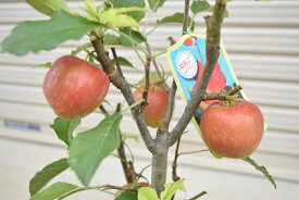 2024年プレゼントに食べれるミニりんご【アルプス乙女】プラ鉢　可愛いリンゴ誕生日やお祝い　花も実も楽しめるリンゴりんご飴焼きリンゴ庭植え
