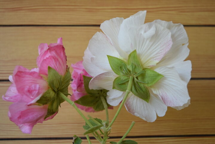 楽天市場】2026年接ぎ木NEW【酔芙蓉苗】 スイフヨウ 色変化 白 ピンク 