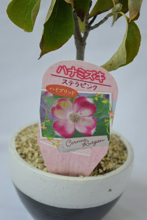 楽天市場 ステラピンク ハイブリッドハナミズキ 鉢植え 新種 ヤマボウシとの交配種 桃色の花 落葉樹 庭木 シンボルツリー記念樹 ギフト ショップ ナガシマ