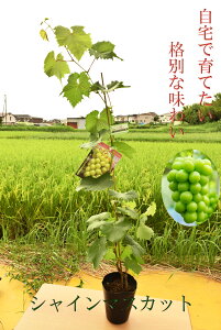 v[g2025NlCē׃VC}XJbgc@ĂĐHׂ@HׂHׂuhEuhE@VC}XJbg