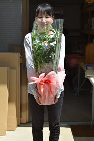 母の日プレゼントに2024年5月お届けカサブランカ　ユリ鉢植えカサブランカ　ゆり鉢植え　 純白で巨大輪の優雅な花　鉢植の 贈り物