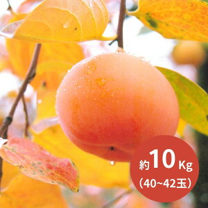 ÌR݂炸` 40` 42(10kg) (11{`ȍ~) (ԁF1128܂) Ε N Nn ~Mtg 2025 j oYj Vzj zj ސEj lC   