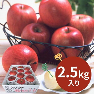 XY x14xȏTӂ (2D5kg) (123ȍ~) (ԁF1216܂) Ε N Nn ~Mtg 2025 j oYj Vzj zj ސEj lC   