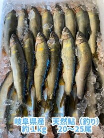 【冷凍のみ】岐阜県産　天然鮎（釣り）　約1kg　20～25尾天然　鮎　アユ　岐阜　あゆ　高級　釣り　釣　郡上 極上　一級品 長良川