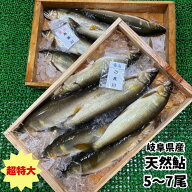 ≪2026年新物≫【冷凍】岐阜県産　超特大　天然鮎（釣り）　約1kg　5~7尾天然　鮎　アユ　岐阜　あゆ　高…