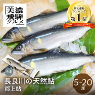 ＼アユランキング1位／【尾数が選べる】 郡上鮎 長良川の天然鮎 5尾 10尾 15尾 20尾 鮎 天然 冷凍 お取り…