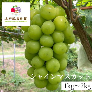 s910`\tVC}XJbg 1kg 2kg ،˘eʎ Y Ԃǂ uhE }XJbg Ȃ 炲ƐHׂ ʕ t[c  햳 ˍR  Yn 