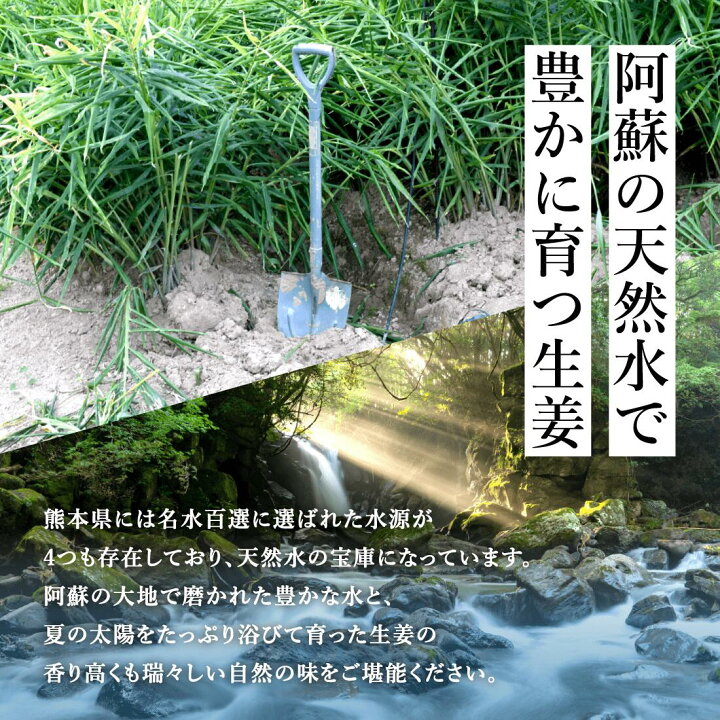 楽天市場】【P10倍_10周年SALE】新生姜 1kg 熊本県産 無農薬 随時発送 送料無料 季節限定 国産 生姜 しょうが ショウガ 酢生姜 酢しょうが 甘酢漬け ガリが作れる 佃煮 薬味 きざみ 生姜 : GINGER FACTORY 楽天市場店 楽天市場】【P10倍_10周年SALE】新生姜 1kg 熊本県産 無農薬 随時発送 送料無料 季節限定 国産 生姜 しょうが ショウガ 酢生姜 酢しょうが 甘酢漬け ガリが作れる 佃煮 薬味 きざみ 生姜 : GINGER FACTORY 楽天市場店