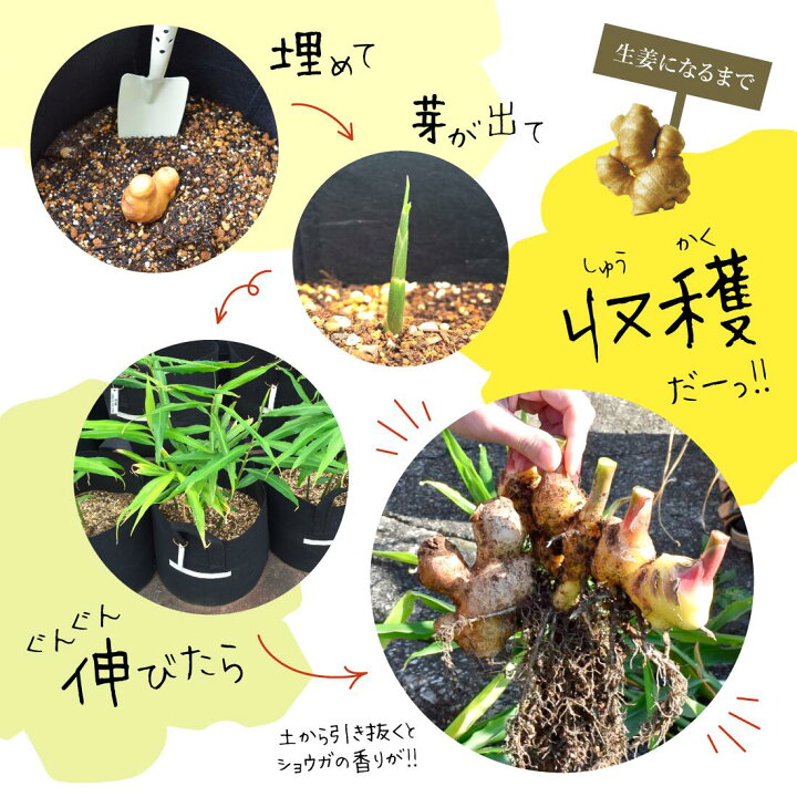 楽天市場】種生姜 熊本県産 無農薬生姜 1kg +プランター5個セット 