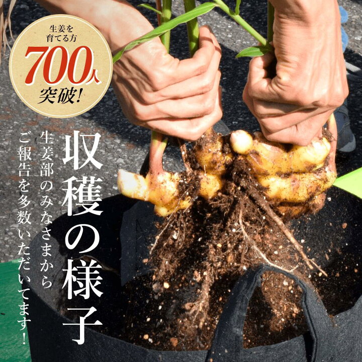 楽天市場】種生姜 熊本県産 無農薬生姜 1kg +プランター5個セット 