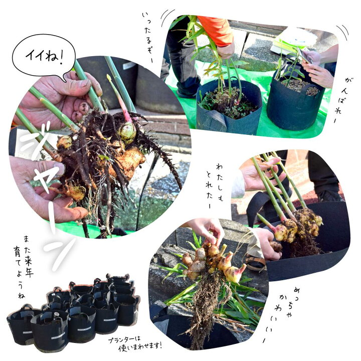 楽天市場】種生姜 熊本県産 無農薬生姜 送料無料 国産 生姜 しょうが 