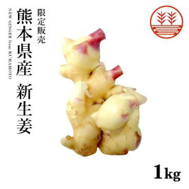 新生姜 1kg 熊本県産 無農薬 8月22日(金)発送予定 送料無料 季節限定 国産 生姜 しょうが ショウガ 酢生姜 酢しょうが 甘酢漬け ガリが作れる 佃煮 薬味 きざみ 生姜