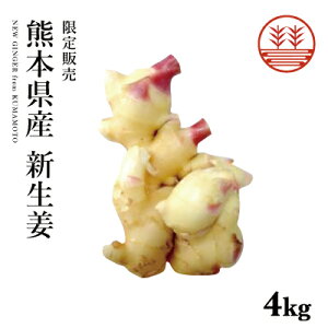 新生姜 500g〜 熊本県産 無農薬 11月7日(金)発送予定 送料無料 季節限定 国産 生姜 しょうが ショウガ 酢生姜 酢しょうが 甘酢漬け ガリが作れる 佃煮 薬味 きざみ 生姜