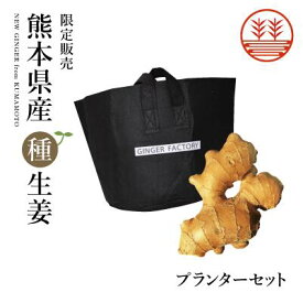 種生姜 + 生姜プランター セット 国産 生姜 しょうが ショウガ 生姜栽培 しょうが栽培 家庭菜園