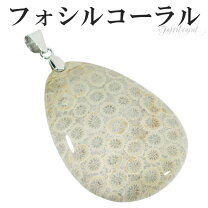 楽天市場】ペトリファイドコーラルの通販