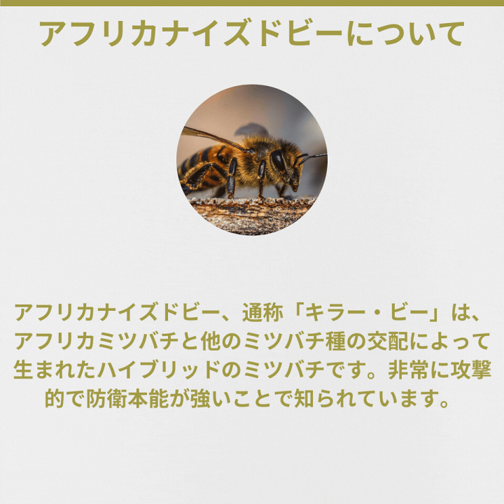 楽天市場】訳あり【全品P10倍+クーポン配布中!4/420:00-4/10 楽天市場】訳あり【全品P10倍+クーポン配布中!4/420:00-4/10