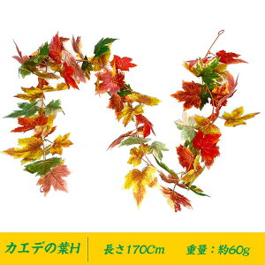 y1{Zbg/12{Zbg/15{ZbgzlH[JO[K[h Ηt[XJGf̗t͂^ ԓ O  hA lH̃JGf̗t̂ nEBK[h Ƃ̑ 