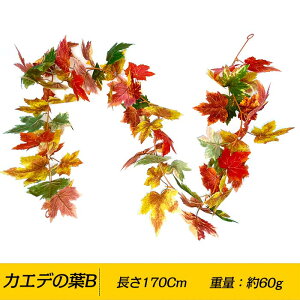 y15{ZbgzH̃JGf̗t̂ JGf̗t͂^ ԗ O  hA lH̃JGf̗t̂ nEBK[h Ƃ̑ H̃K[h}g lH̗t H̃K[