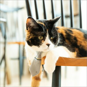 L̂߂̃lN^Cigxxg`bv^CjO[ GRAY@ 킢  L̓ Mtg  Lp  Lp L ˂ L̎ lRObY LObY ˂ 