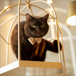 L̂߂̒lN^Ci`bv{E^Cjx[W BEIGE@ 킢  L̓ Mtg  Lp  Lp L ˂ L̎ lRObY LObY ˂ 