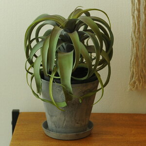 _ybgōőP5^ Brown. uE LZOtBJ |bg ybsOΉz ybZ[WJ[hΉz ϗtA tFCNO[ C~e[Vt[  fBXvC {^