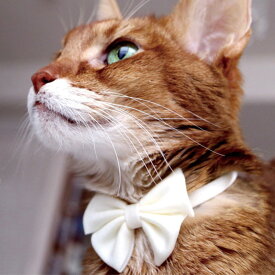 【2点までメール便可】 猫 首輪 necono ネコノ 猫の首輪 Luce Ribbon Pastel ルーチェ リボン パステル 【メッセージカード対応】