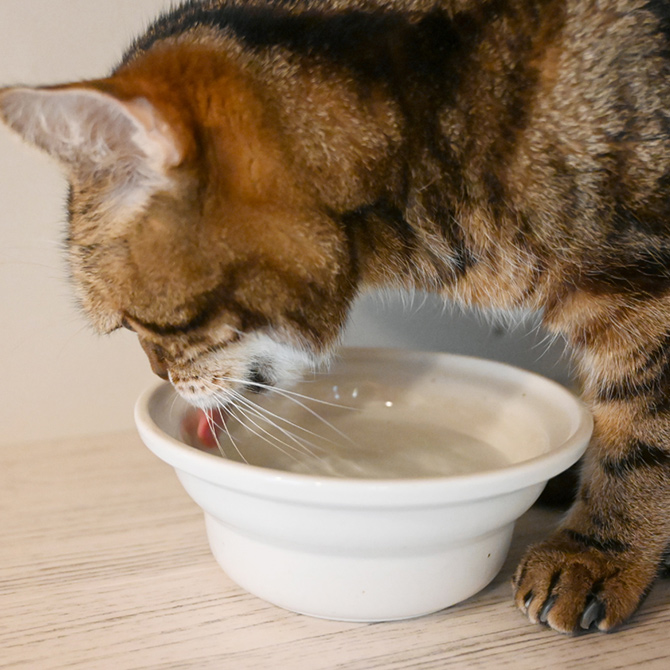 お水をいっぱい飲んでもらいたい そんな猫のための日本製陶器 猫 ウォーターボウル Aukatz オーカッツ ヘルスウォーター にゃんマグ ラッピング対応 メッセージカード対応 器 まろやか 水飲み [正規販売店] ペット 食器 犬 給水 予約販売 皿