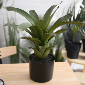 Brown. uE t[ZA |bg 40 ybZ[WJ[hΉz ϗtA tFCNO[ {^jJ   |bg  CeA fBXvC  bNX lHϗtA