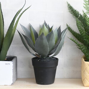 Brown. uE AKx |bg32 ybZ[WJ[hΉz ϗtA tFCNO[ {^jJ   |bg  CeA fBXvC  bNX lHϗtA