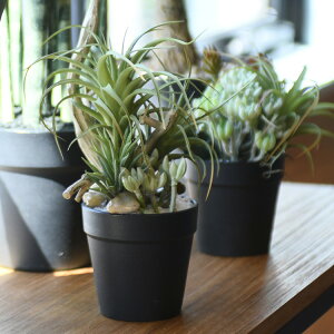 Brown. uE ~jAWg |bg SD ybZ[WJ[hΉz ϗtA tFCNO[ {^jJ   |bg  CeA fBXvC  bNX lH