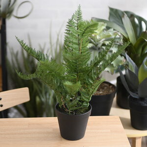 Brown. uE t@[ |bg 56 ybZ[WJ[hΉz ϗtA tFCNO[ {^jJ   |bg  CeA fBXvC  bNX lHϗtA