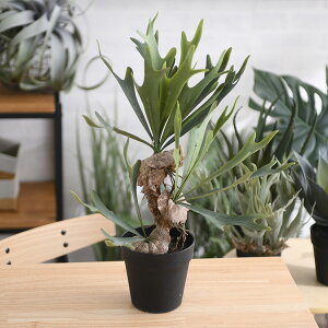 Brown. uE rJNV_ |bg 52 ybZ[WJ[hΉz ϗtA tFCNO[ {^jJ   |bg  CeA fBXvC  bNX lHϗtA