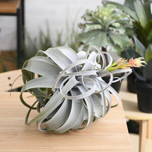 Brown. uE LZOtBJ sbN ԕt ybZ[WJ[hΉz ϗtA tFCNO[ {^jJ   |bg  CeA fBXvC  bNX l