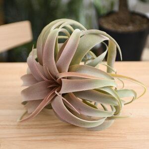 Brown. uE LZOtBJ sbN bh ybZ[WJ[hΉz ϗtA tFCNO[ {^jJ   |bg  CeA fBXvC  bNX 