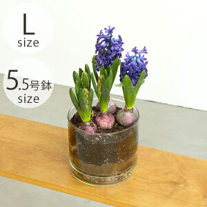 shesay VZC [YKX v[gt t[|bg Xg[g L ybsOΉz ybZ[WJ[hΉz |bg Aؔ KX 5.5  Vv  NA A