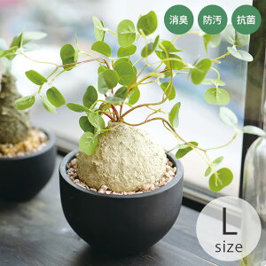 LA[eBtBVO[ |bg tBIiN L ybsOΉz ybZ[WJ[hΉz tFCNO[ L R  ybg    CTG} lHϗtA