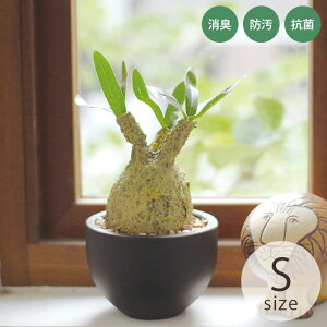 LA[eBtBVO[ |bg OLX S ybsOΉz ybZ[WJ[hΉz tFCNO[ L R  ybg    CTG} lHϗtA