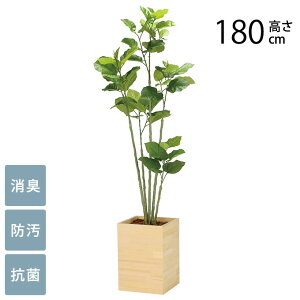 フェイクグリーン 鉢植え 大型 ウッドボックス ウンベラータ 1.8m 光触媒 フェイクグリーン 消臭 抗菌 ペット おしゃれ 防汚 玄関 待合室 オフィス 店舗 人工観葉植物